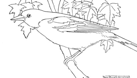 Oriole Bird  Coloring Page